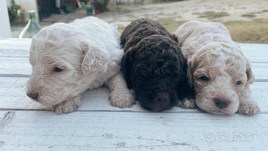 Cuccioli di Lagotto Romagnolo