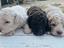 Immagine 1