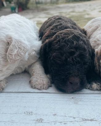 Cuccioli di Lagotto Romagnolo