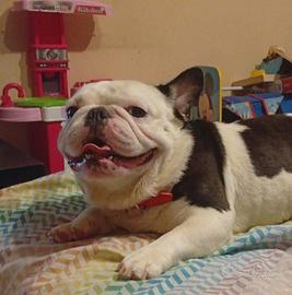 Bulldog francese