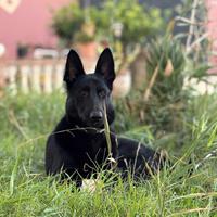 Cuccioli pastore tedesco Nero