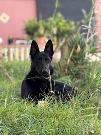 Cuccioli pastore tedesco Nero