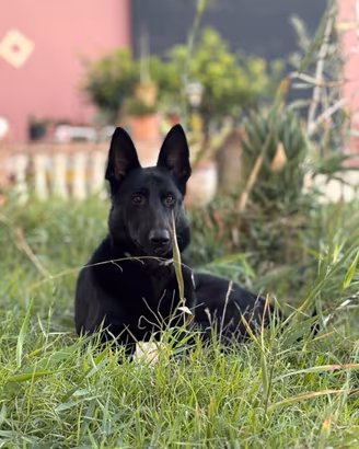 Cuccioli pastore tedesco Nero