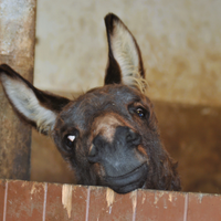 Asinelli / asini / asino / asina per tutti