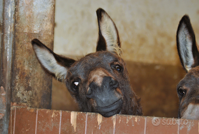 Asinelli / asini / asino / asina per tutti