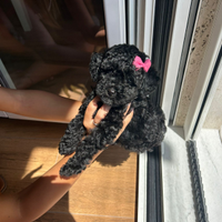 Barboncina mini Toy femmina
