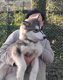 Cucciola alaskan malamute