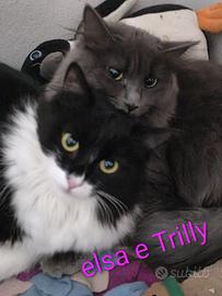 elsa e Trilly a  pelo lungo 