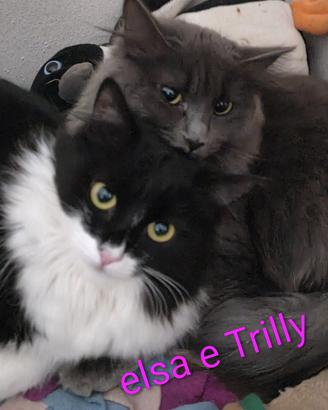 elsa e Trilly a  pelo lungo 