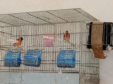 Coppia cardinalini del Venezuela