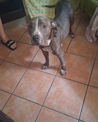 Cane pit Bull amstaff femmina