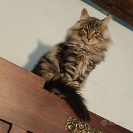 Gatti Norvegesi delle foreste cucciolo