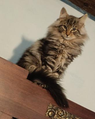 Gatti Norvegesi delle foreste cucciolo