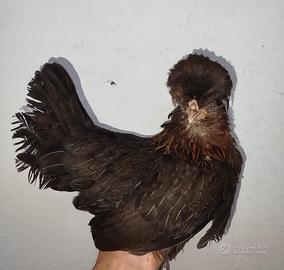 Galline Padovane Nane