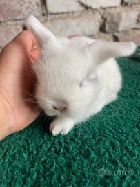 Disponibile cucciolo Mini Lop BEW-Blue Eyed White