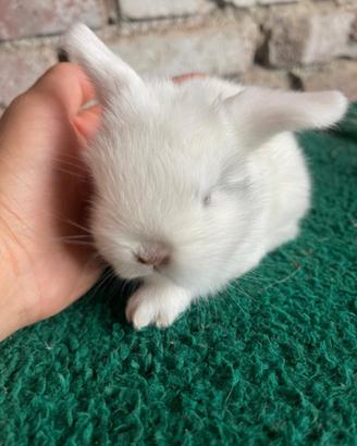 Disponibile cucciolo Mini Lop BEW-Blue Eyed White