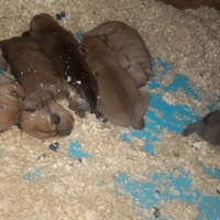 Cuccioli maremmano e segugia dell'appennino