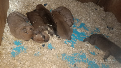 Cuccioli maremmano e segugia dell'appennino