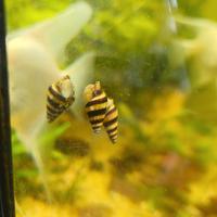 Anentome Helena "lumache killer"