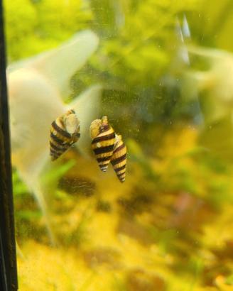 Anentome Helena "lumache killer"