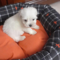 Cuccioli maschio femmina maltese Toy bianco 60 gg