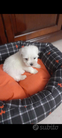 Cuccioli maschio femmina maltese Toy bianco 60 gg