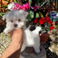 Maltese mini toy