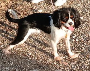 Cavalier King Tricolor