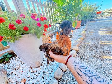 Gallina Moroseta