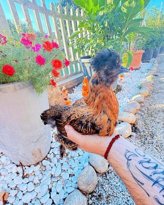 Gallina Moroseta