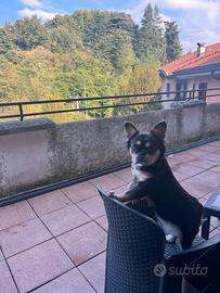 buldog francese  