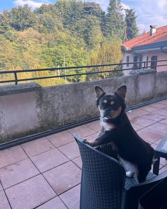 buldog francese  