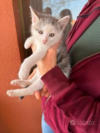 Gattino incrocio Certosino