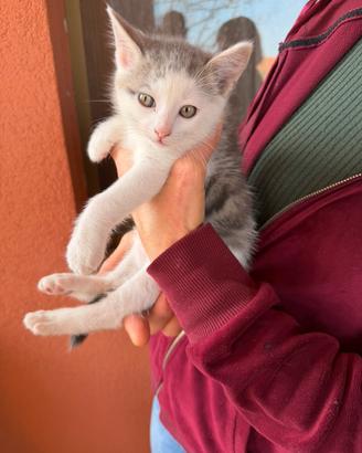 Gattino incrocio Certosino