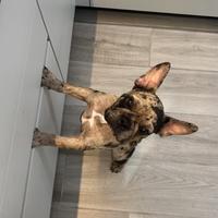 Maschio Bulldog Francese da monta/accoppiamento