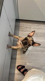 Maschio Bulldog Francese da monta/accoppiamento