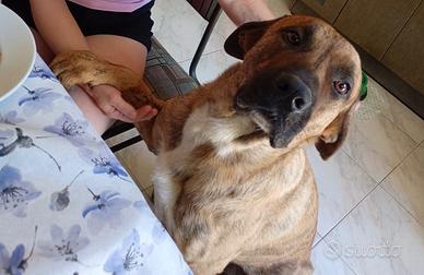 Cane molto dolce taglia grande