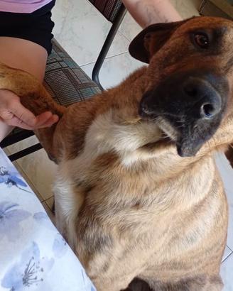Cane molto dolce taglia grande