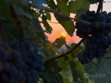 Uva barbera