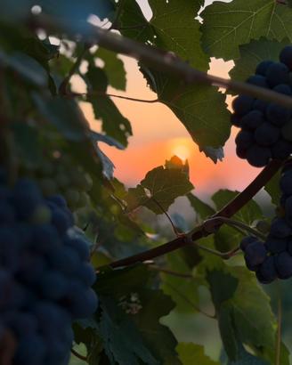Uva barbera