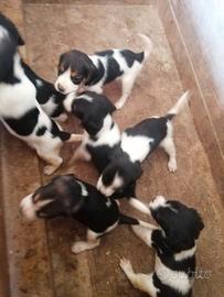 Cuccioli Beagle