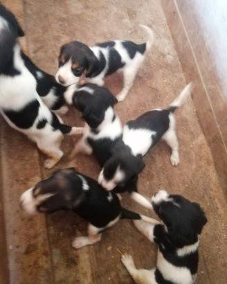 Cuccioli Beagle