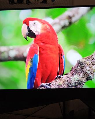 Samsung Smart TV 43, Qled 4k UHD. Colore nero