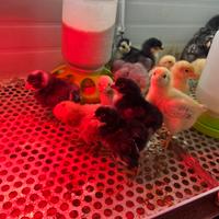 Pulcini e Pulcinotti