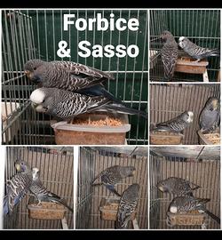 Coppia cocorite antracite faccia nera