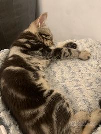 Gattini maschio