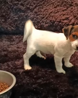 cuccioli Jack Russel