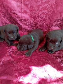 Cuccioli labrador cioccolato con pedigree