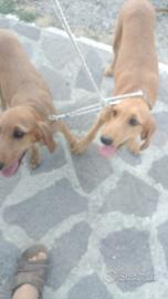 Cane da lepre