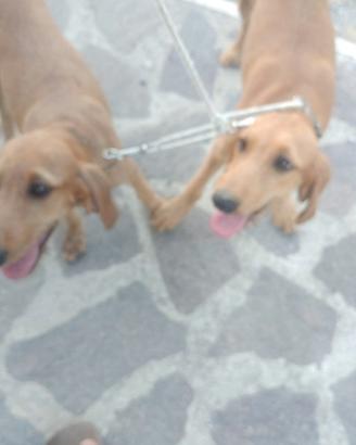 Cane da lepre